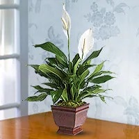 Sympathy Plants tile